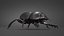 Manure Roller Beetle Dirty