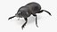 Manure Roller Beetle Dirty