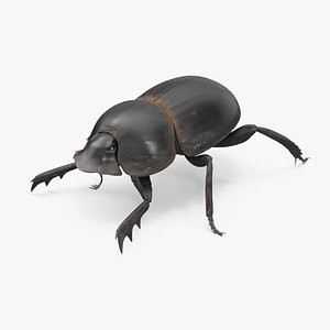 Manure Roller Beetle Dirty 3D model