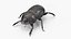 Manure Roller Beetle Dirty