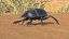 Manure Roller Beetle Dirty