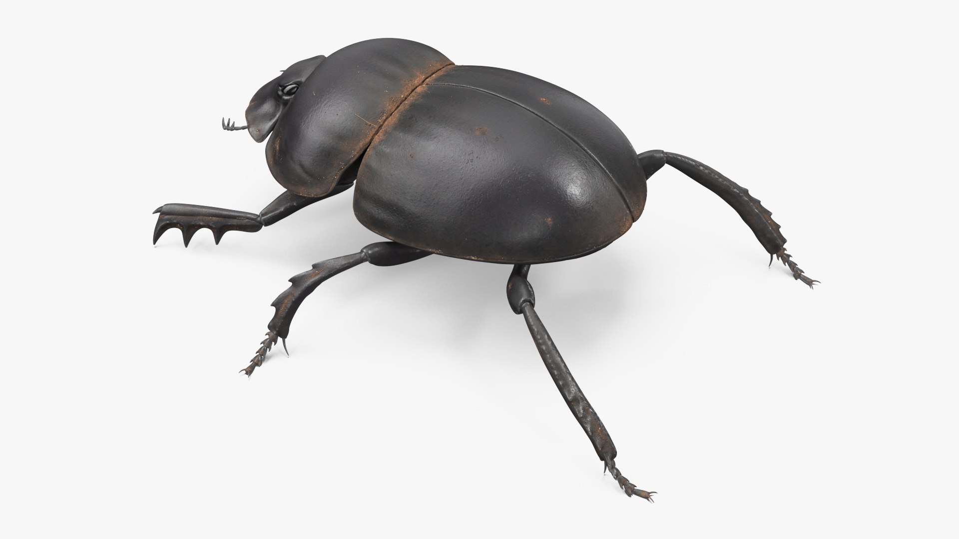 Manure Roller Beetle Dirty 3D model https://p.turbosquid.com/ts-thumb/94/euHYMo/kq/manurerollerbeetledirtyvray3dmodel007/jpg/1729966930/1920x1080/fit_q87/9dedc3586425a9cda8f371c9ce768511c9f3c7fc/manurerollerbeetledirtyvray3dmodel007.jpg