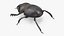 Manure Roller Beetle Dirty