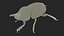 Manure Roller Beetle Dirty
