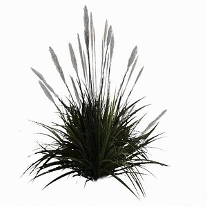 Bush