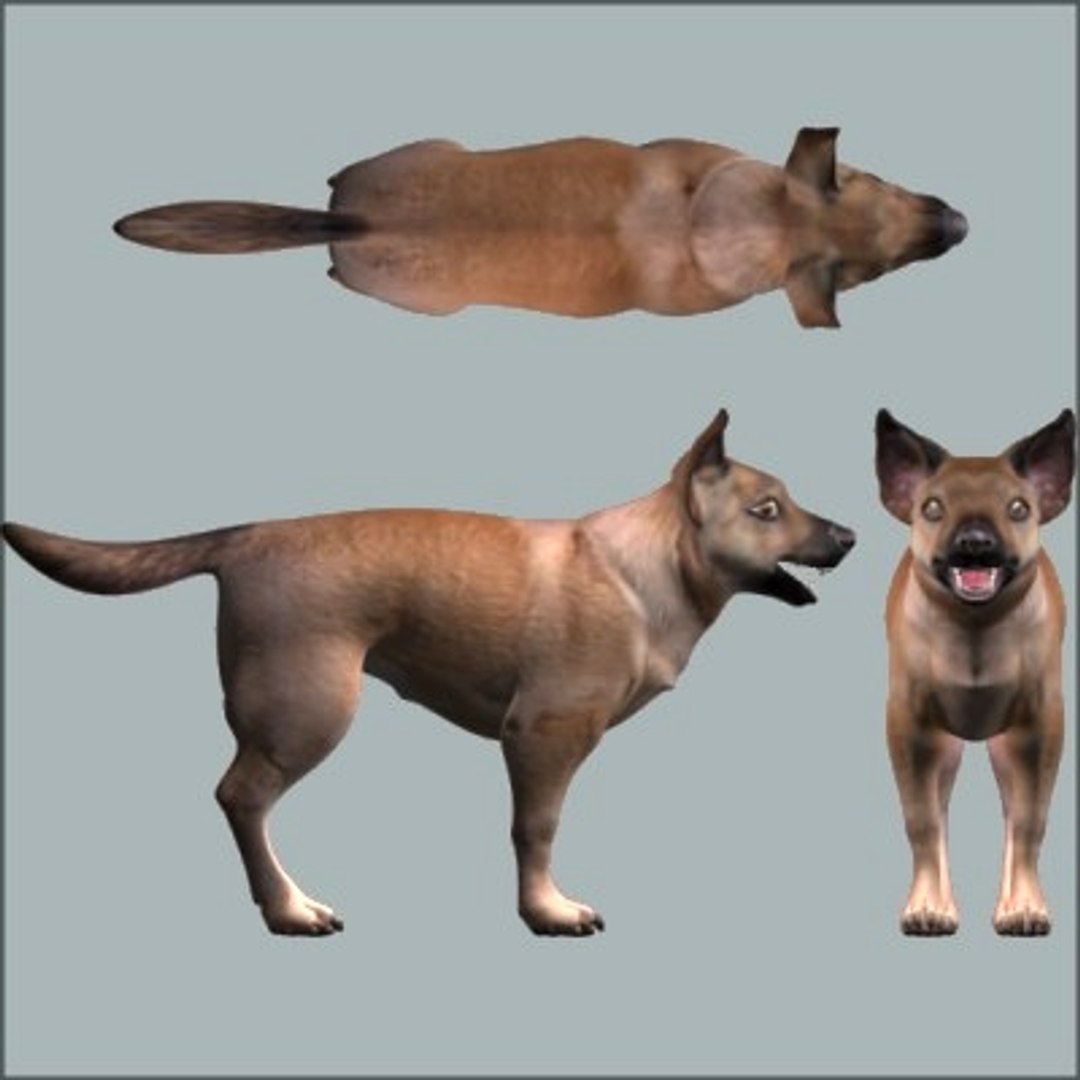 Dog Canine 3d Model
