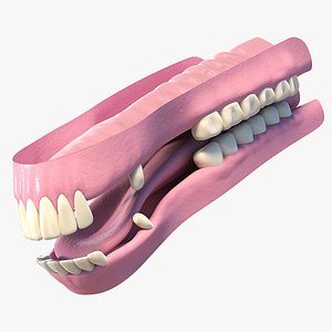 horse mouth basemesh 3D model