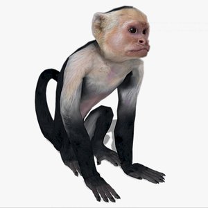 3D Monkey model