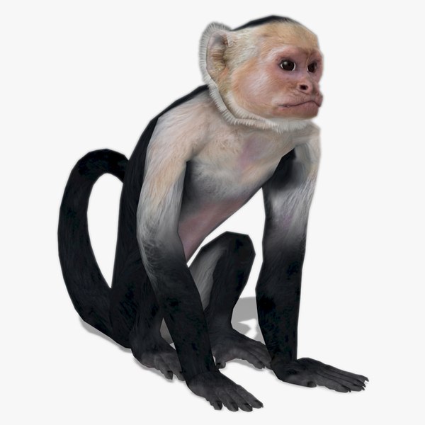 Blender Monkey Models TurboSquid