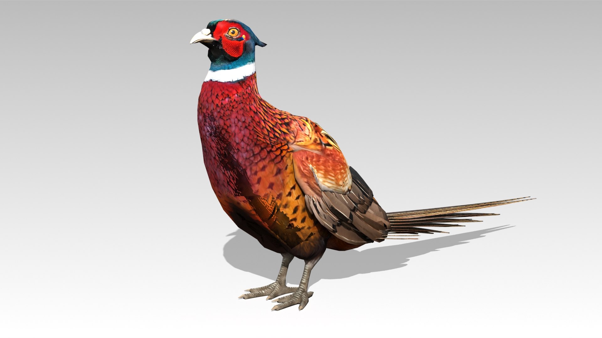 Pheasant 3D model https://p.turbosquid.com/ts-thumb/95/HBhQp6/ch/pheasant_screenshot_006/jpg/1725274621/1920x1080/fit_q87/0fb7dd00ee3743bf62b54faa2f22157ce428e52b/pheasant_screenshot_006.jpg