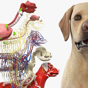 Half Skin Dog Anatomy Muscular and Vascular System