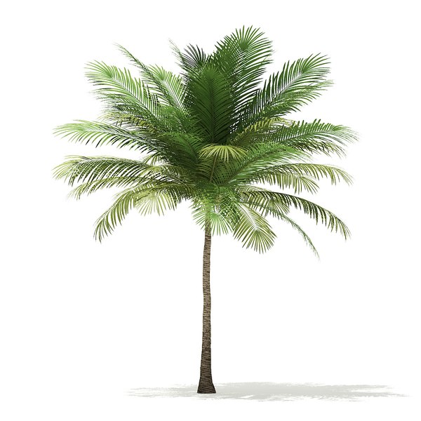 3D model coconut palm tree 6m