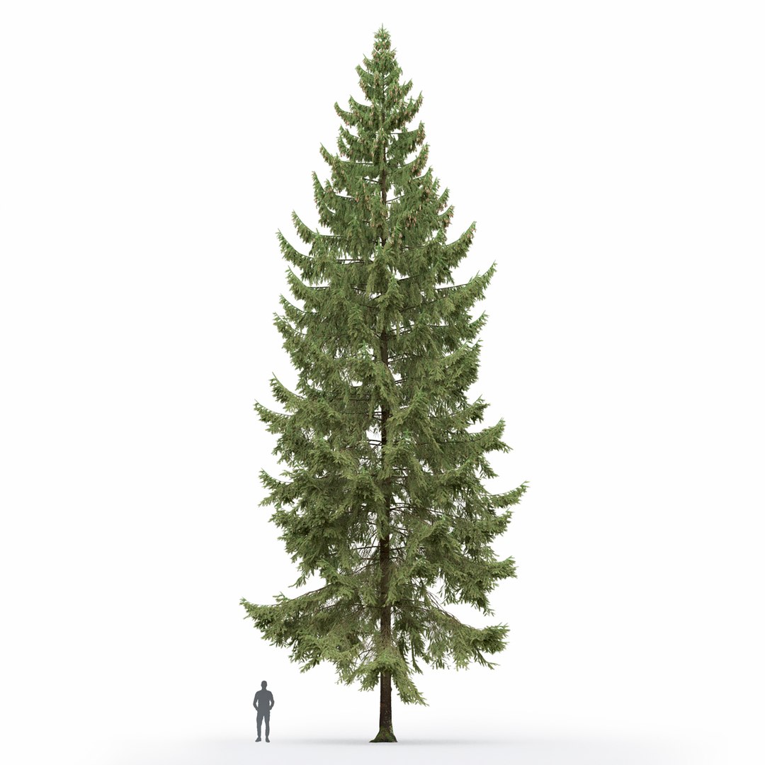 3D Model Spruce 02 - TurboSquid 1872842