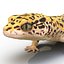 3d leopard gecko pose modeled model