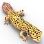 3d leopard gecko pose modeled model