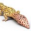 3d leopard gecko pose modeled model