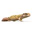 3d leopard gecko pose modeled model