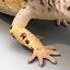 3d leopard gecko pose modeled model
