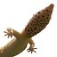 3d leopard gecko pose modeled model