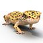 3d leopard gecko pose modeled model