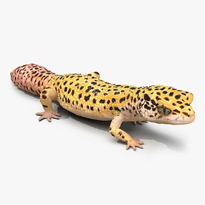 3d leopard gecko pose modeled model