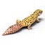 3d leopard gecko pose modeled model