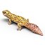 3d leopard gecko pose modeled model
