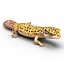 3d leopard gecko pose modeled model