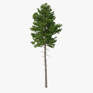 3D Picea Abies No 4 model