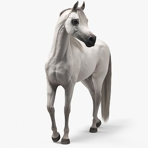 Arabian Horse White Stand Pose Fur