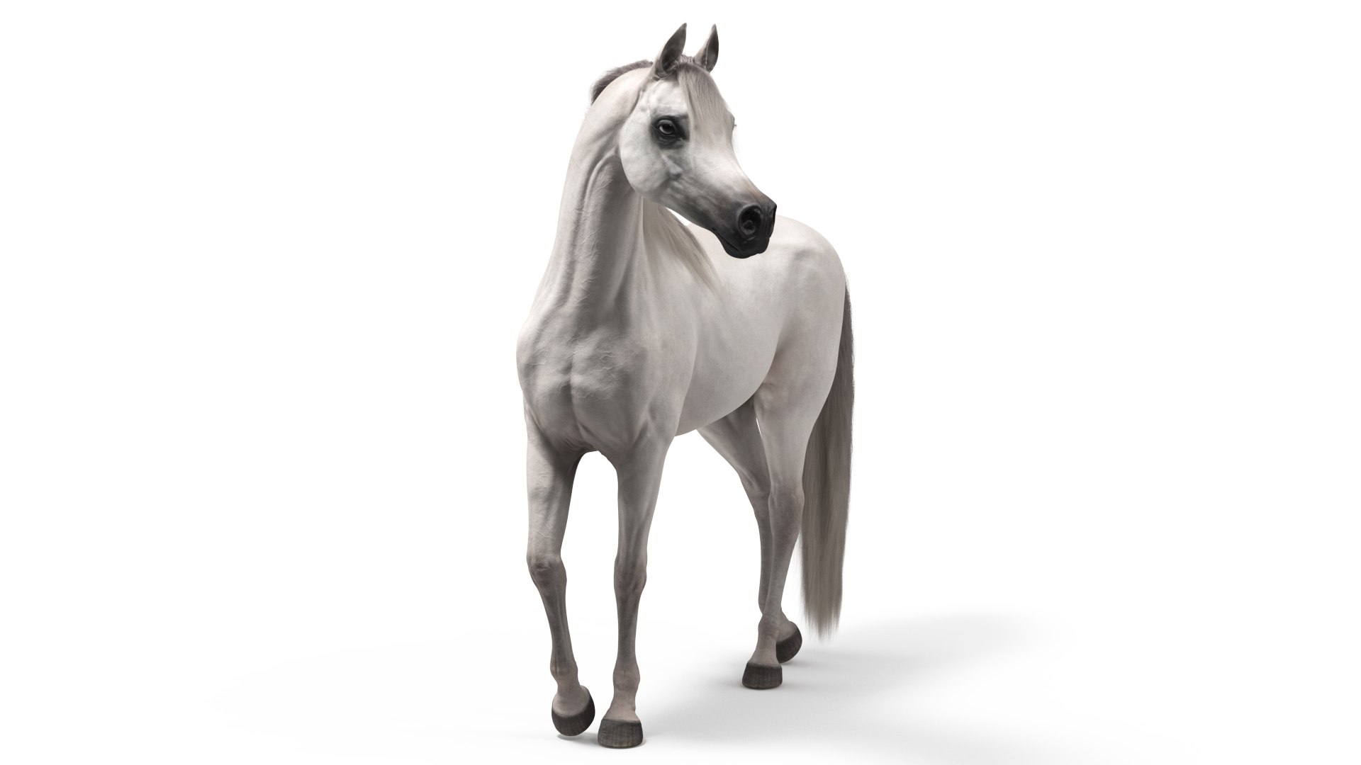 Arabian Horse White Stand Pose Fur 3D model preview