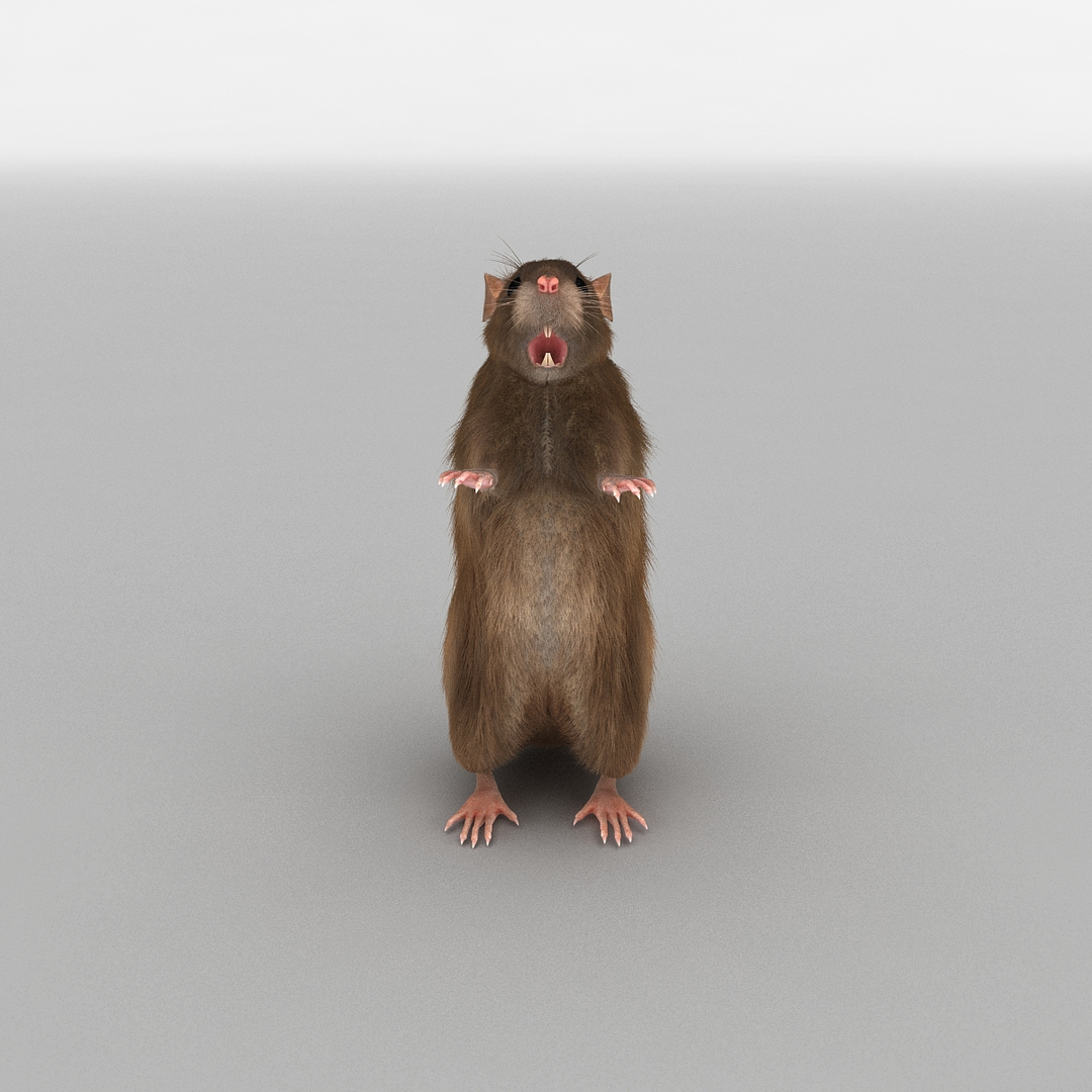 3d model of rat pose 3 fur