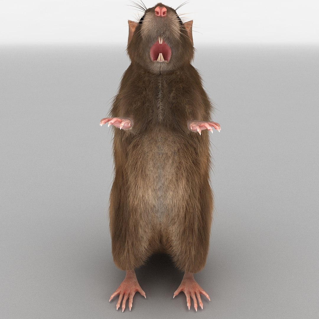 3d model of rat pose 3 fur