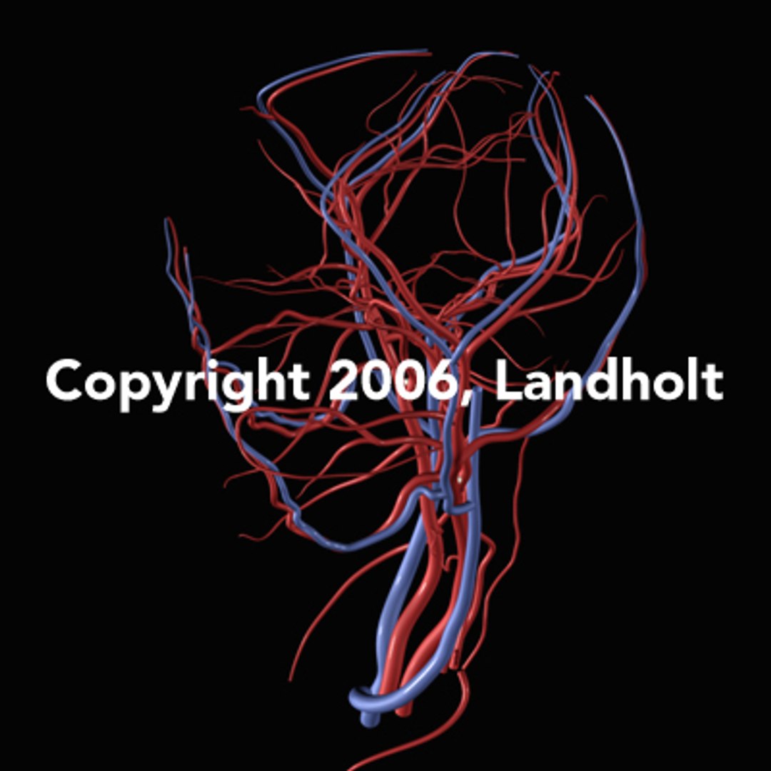 anatomically arteries veins human brain ma https://p.turbosquid.com/ts-thumb/96/KB5y5H/aqYy3qVb/brain06/jpg/1153444002/1920x1080/fit_q87/db3eb1d684fe5e61fc618124fab6a56907a1a9a1/brain06.jpg