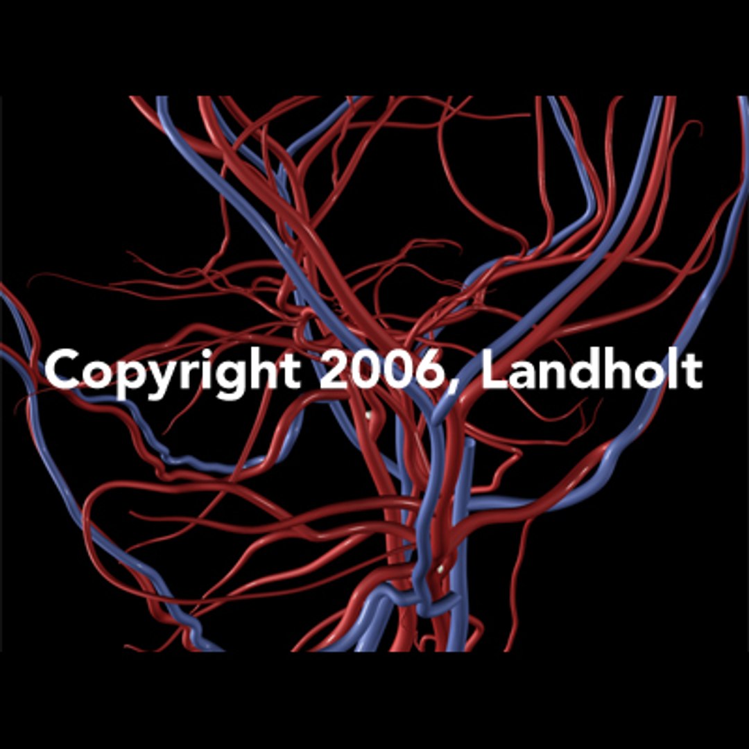 anatomically arteries veins human brain ma https://p.turbosquid.com/ts-thumb/96/KB5y5H/hOr4QWBB/brain04/jpg/1153443993/1920x1080/fit_q87/aa88bbb4fcc47f247b6cdfa209f9fcb23bdbccb2/brain04.jpg