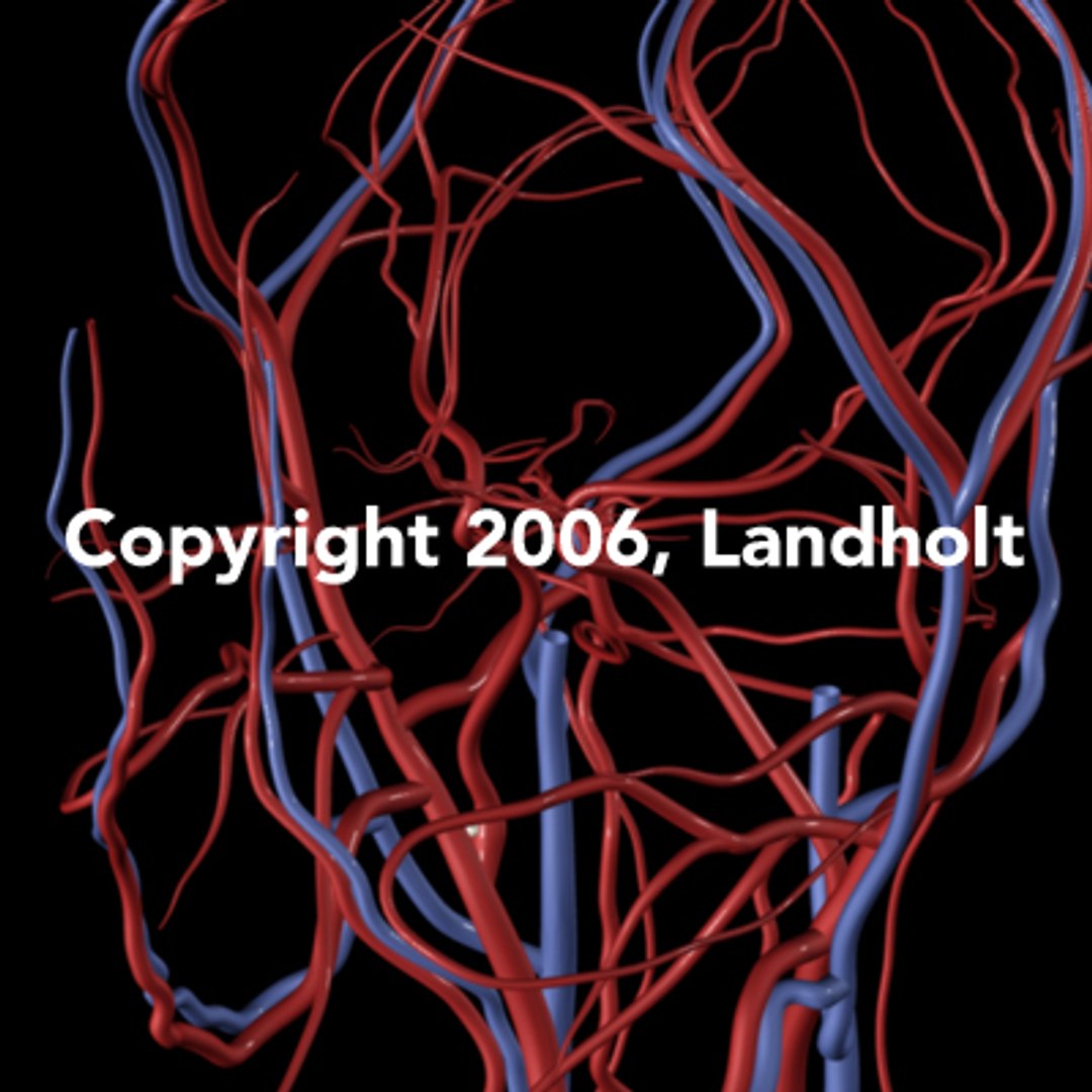 anatomically arteries veins human brain ma https://p.turbosquid.com/ts-thumb/96/KB5y5H/vUnL1hzW/brain02/jpg/1153443984/1920x1080/fit_q87/288a308bdc8fc8400b7c7cf99574a6bfcd077081/brain02.jpg