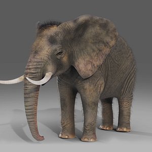 Fur Elephant NO Rigged in Blender  Zbrush 3D