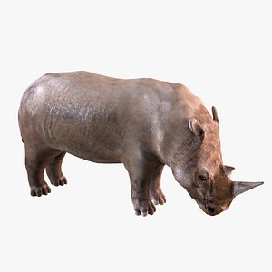 Rhino model