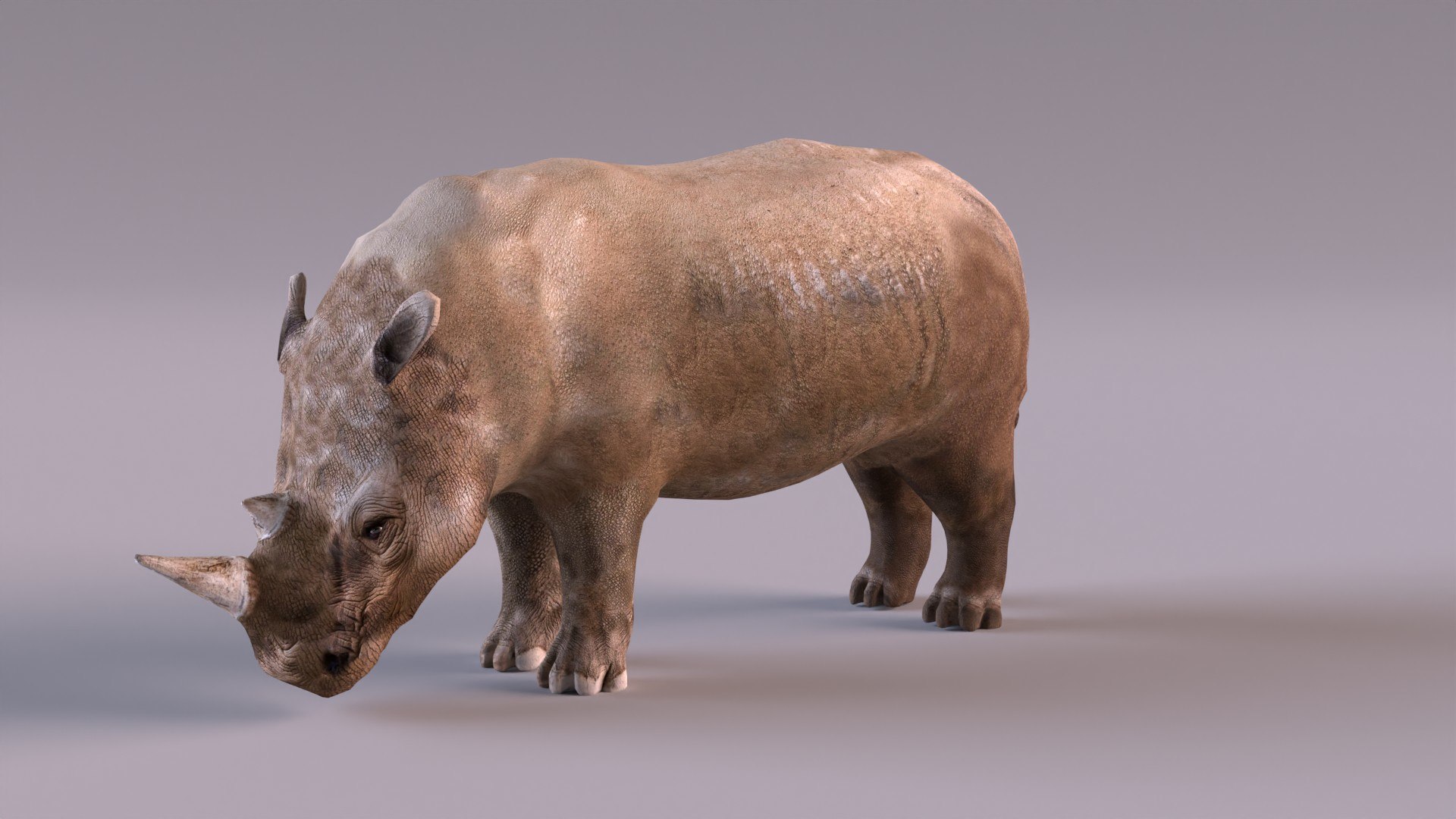 Rhino Model - TurboSquid 1935796