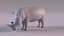 Rhino model