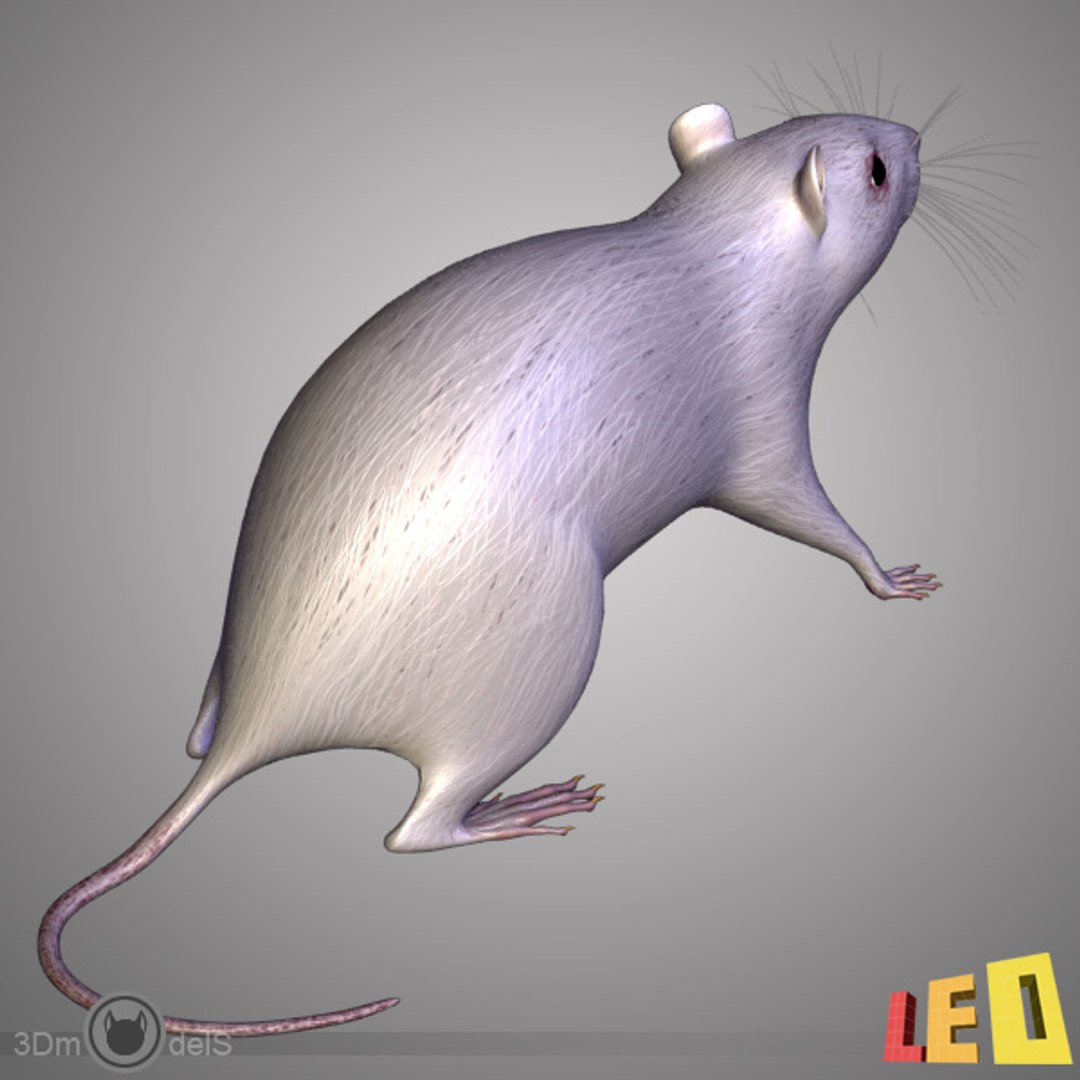 Rat Mouse Animal 3d 3ds