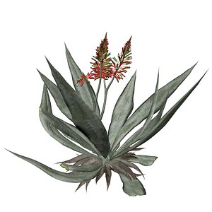 3D Aloe Vera Plant - 02 - model