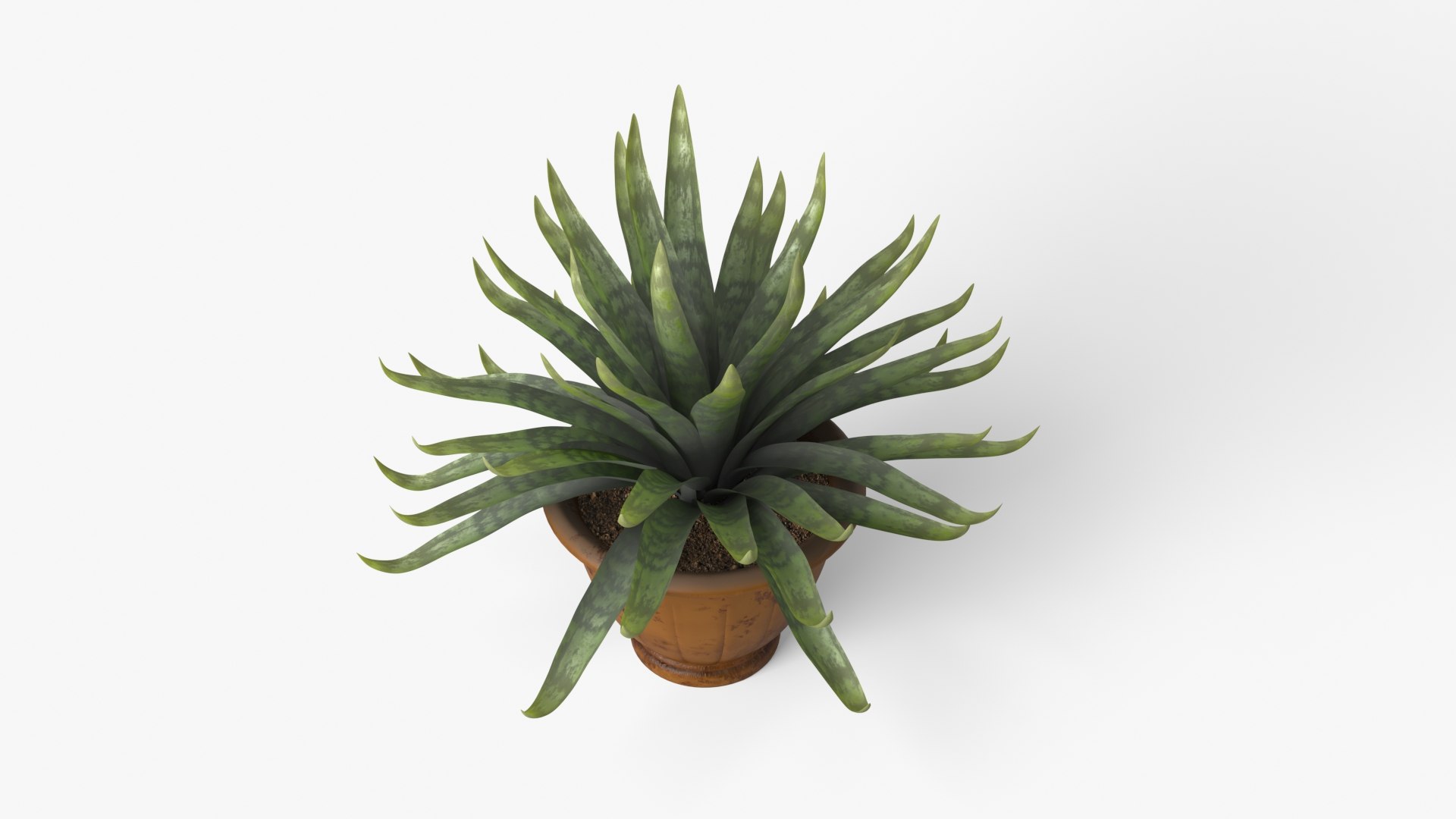 Agave model https://p.turbosquid.com/ts-thumb/96/hkUdFn/9Q/6/jpg/1740000217/1920x1080/fit_q87/91fadaacefa71aff20265d177cbd314322a913be/6.jpg