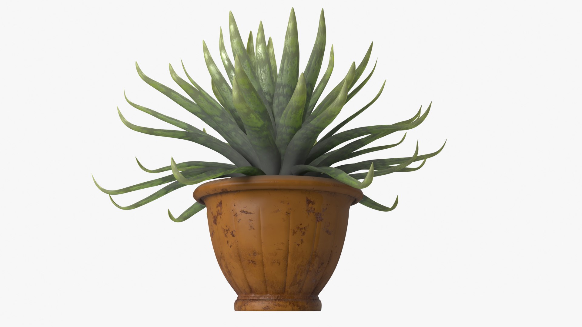 Agave model https://p.turbosquid.com/ts-thumb/96/hkUdFn/Ej/5/jpg/1740000183/1920x1080/fit_q87/d725a8404429c60952c5449a21abfdfeeff0d246/5.jpg