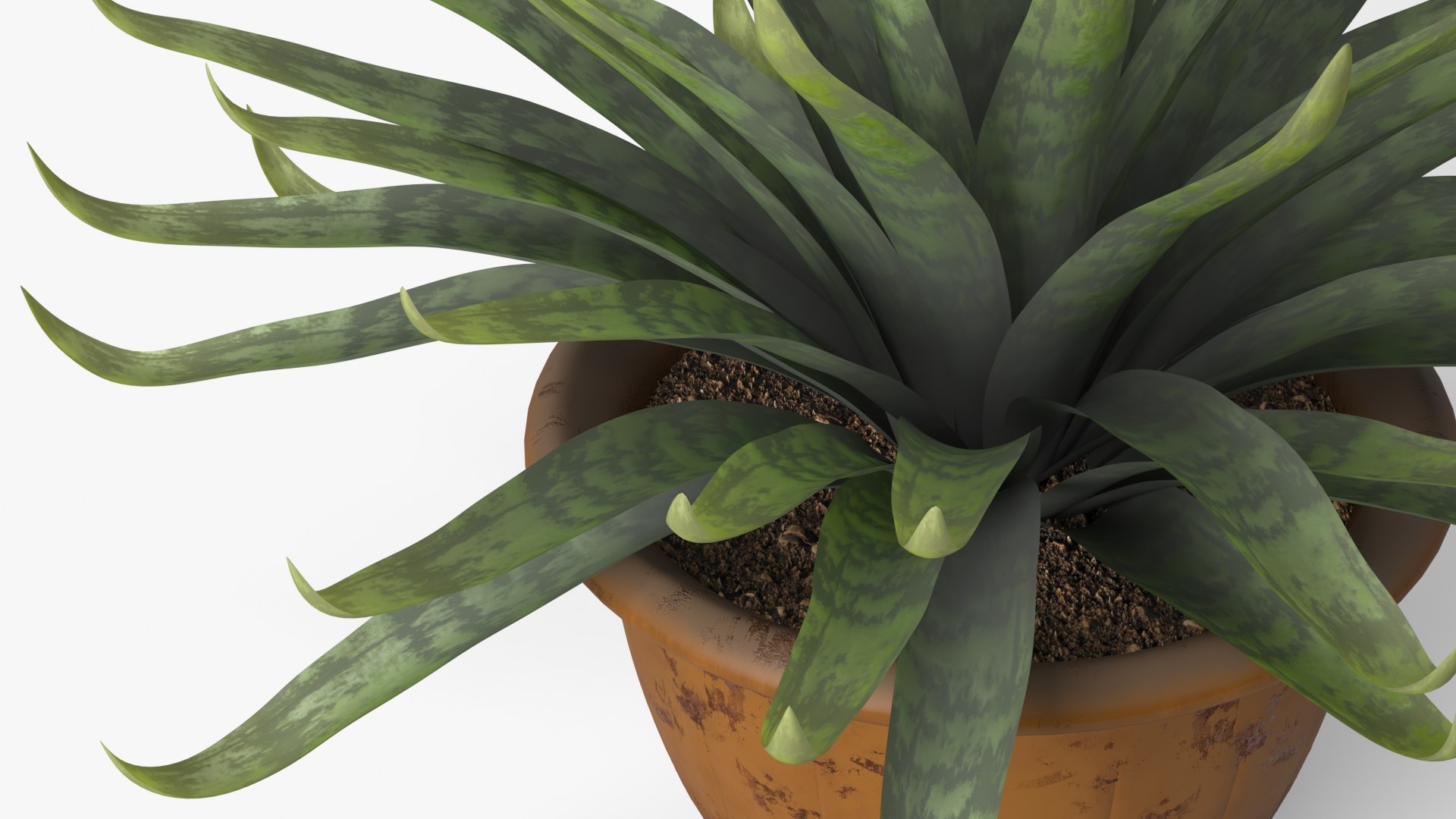 Agave model https://p.turbosquid.com/ts-thumb/96/hkUdFn/In/7/jpg/1740000245/1920x1080/fit_q87/d488794adac1d049db7e816ca6096651c6f6378b/7.jpg