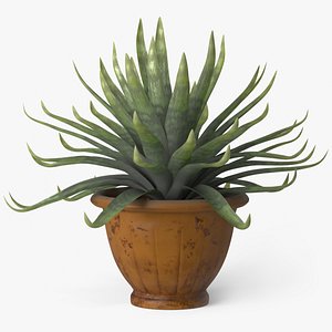 Agave model