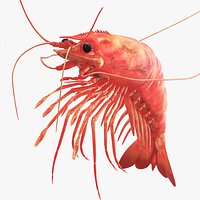 Cooked Shrimp Red