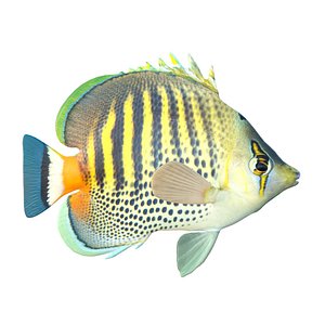 Spot Band Butterflyfish