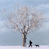 Winter Tree 02