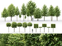 Tilia Pack 01